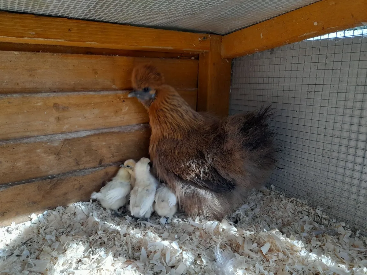 Pure bred silkie bantam with chicks - Image 1