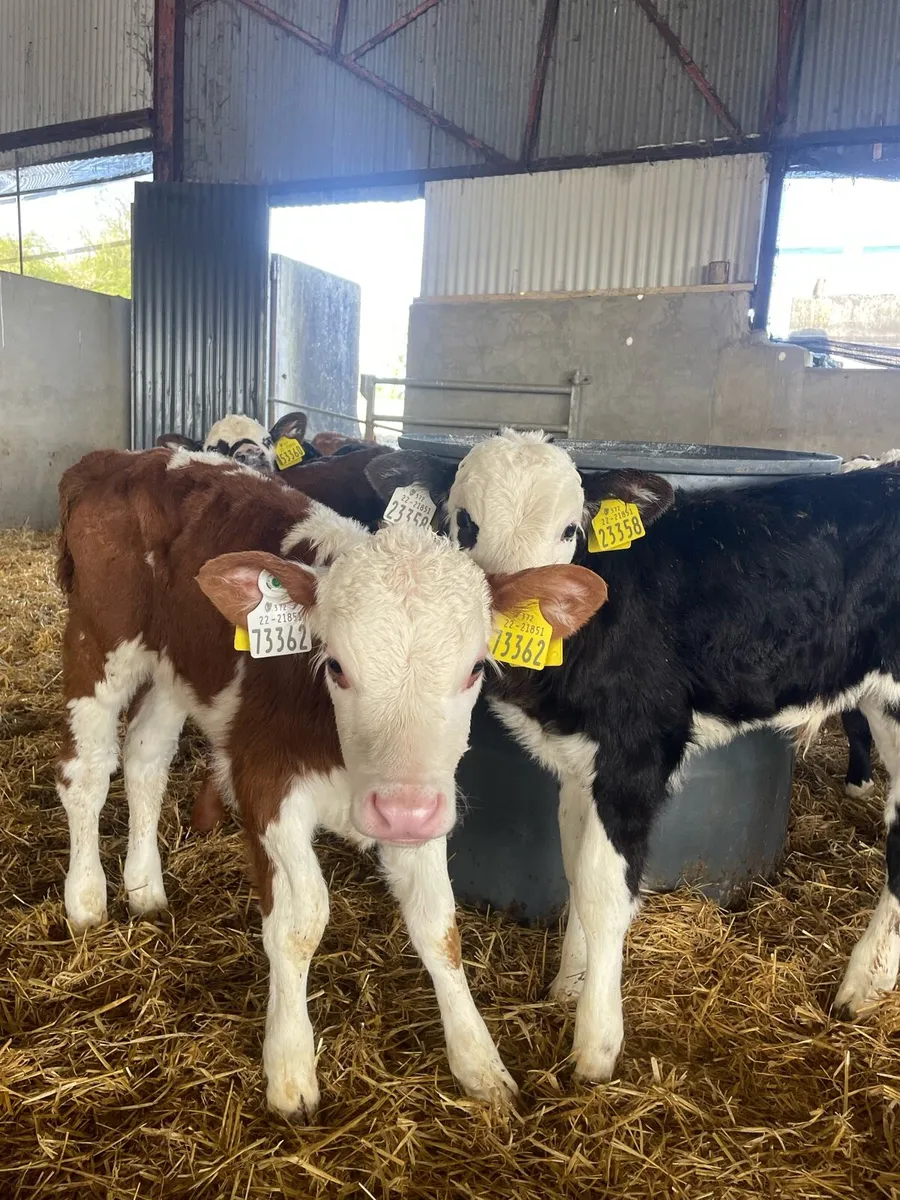 Hereford and Angus calves - Image 1