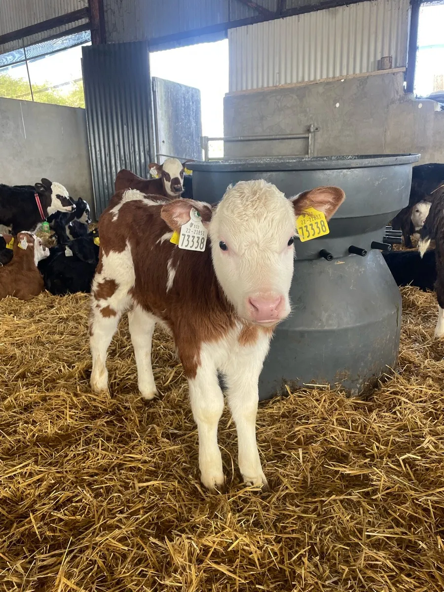 Hereford and Angus calves - Image 2