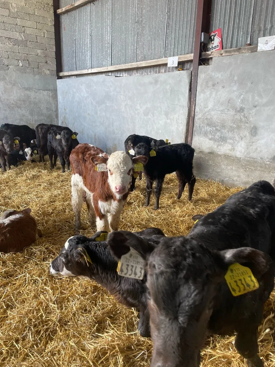 Hereford and Angus calves - Image 3