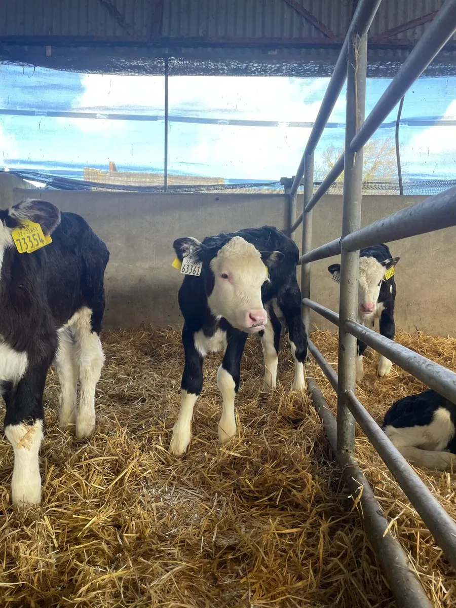 Hereford and Angus calves - Image 4