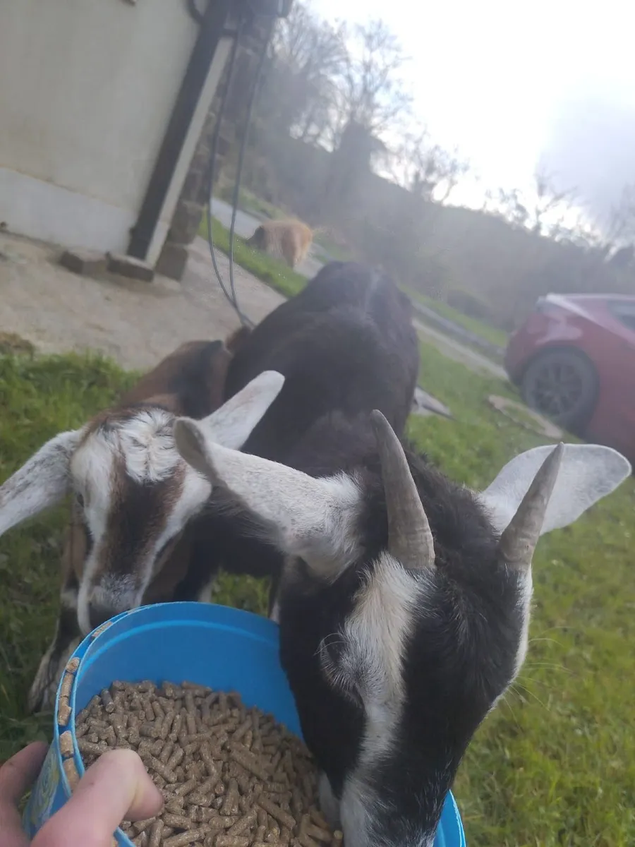 Female goat and kid - Image 1