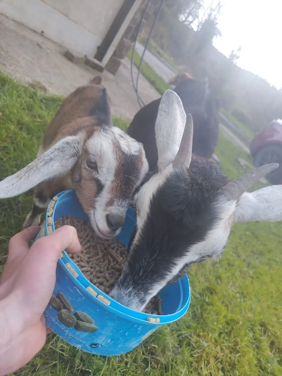 Female goat and kid - Image 2
