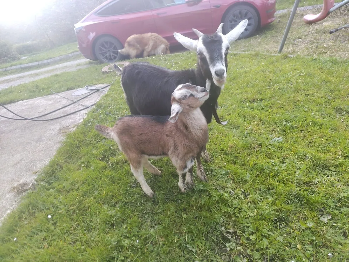 Female goat and kid - Image 3