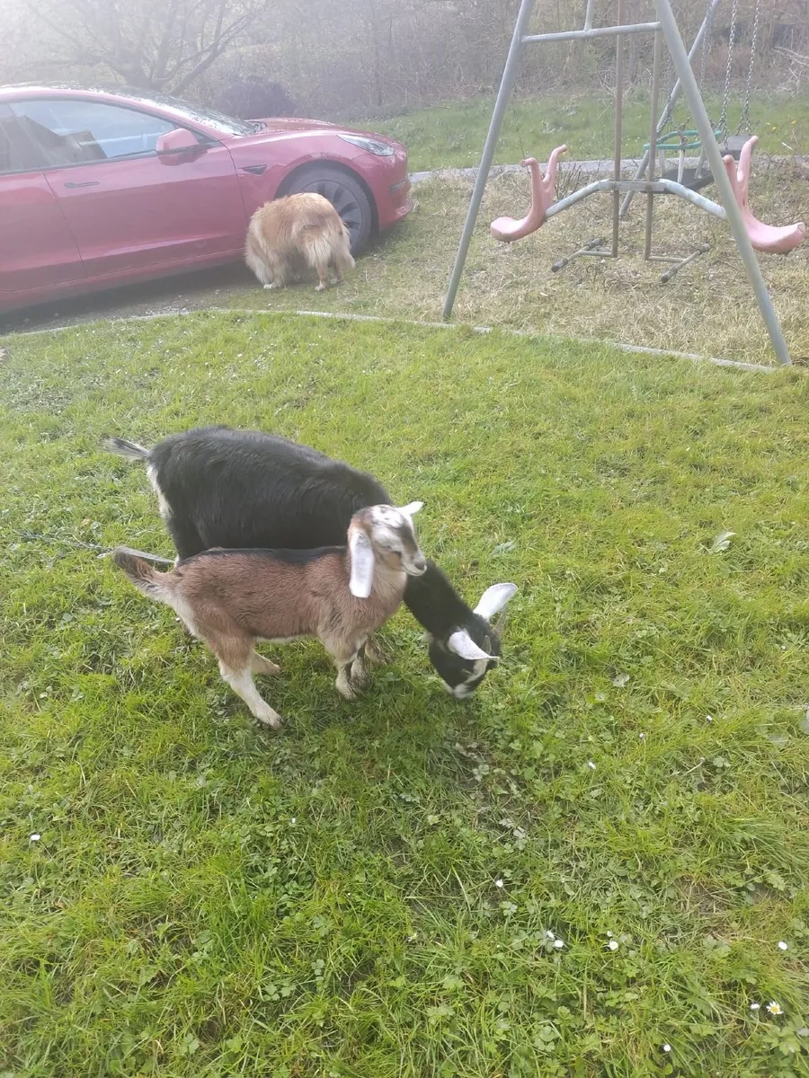 Female goat and kid - Image 4