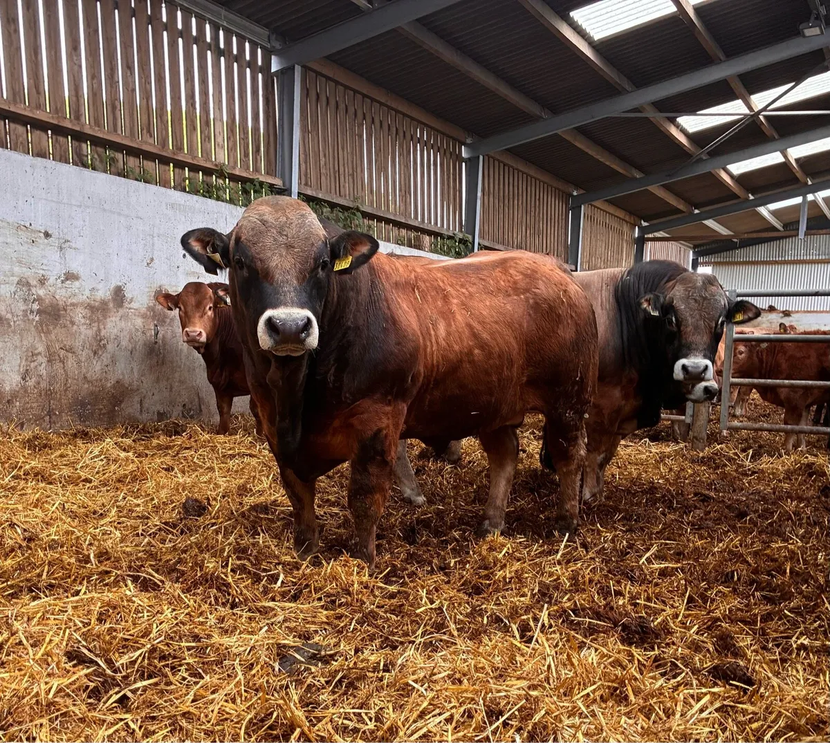 Aubrac bulls - Image 1