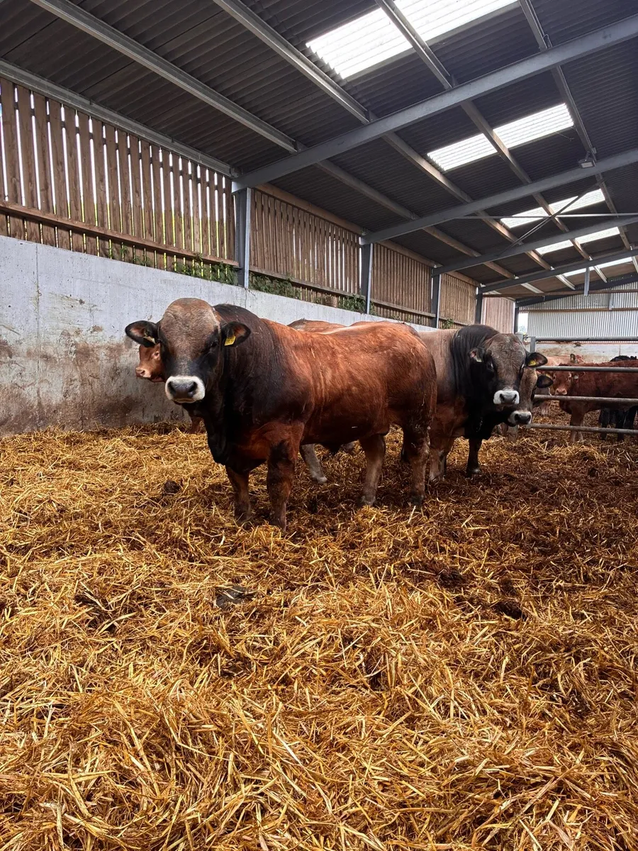 Aubrac bulls - Image 3