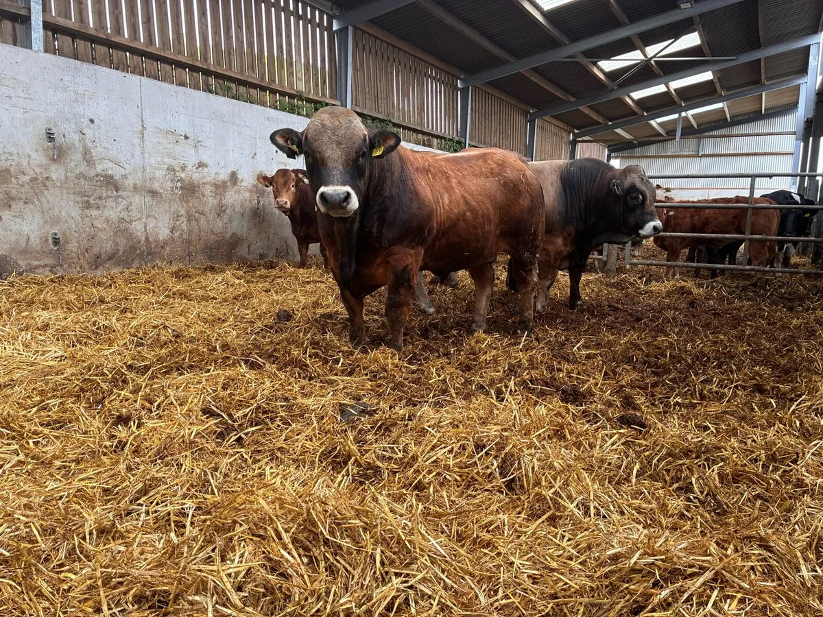 Aubrac bulls - Image 2