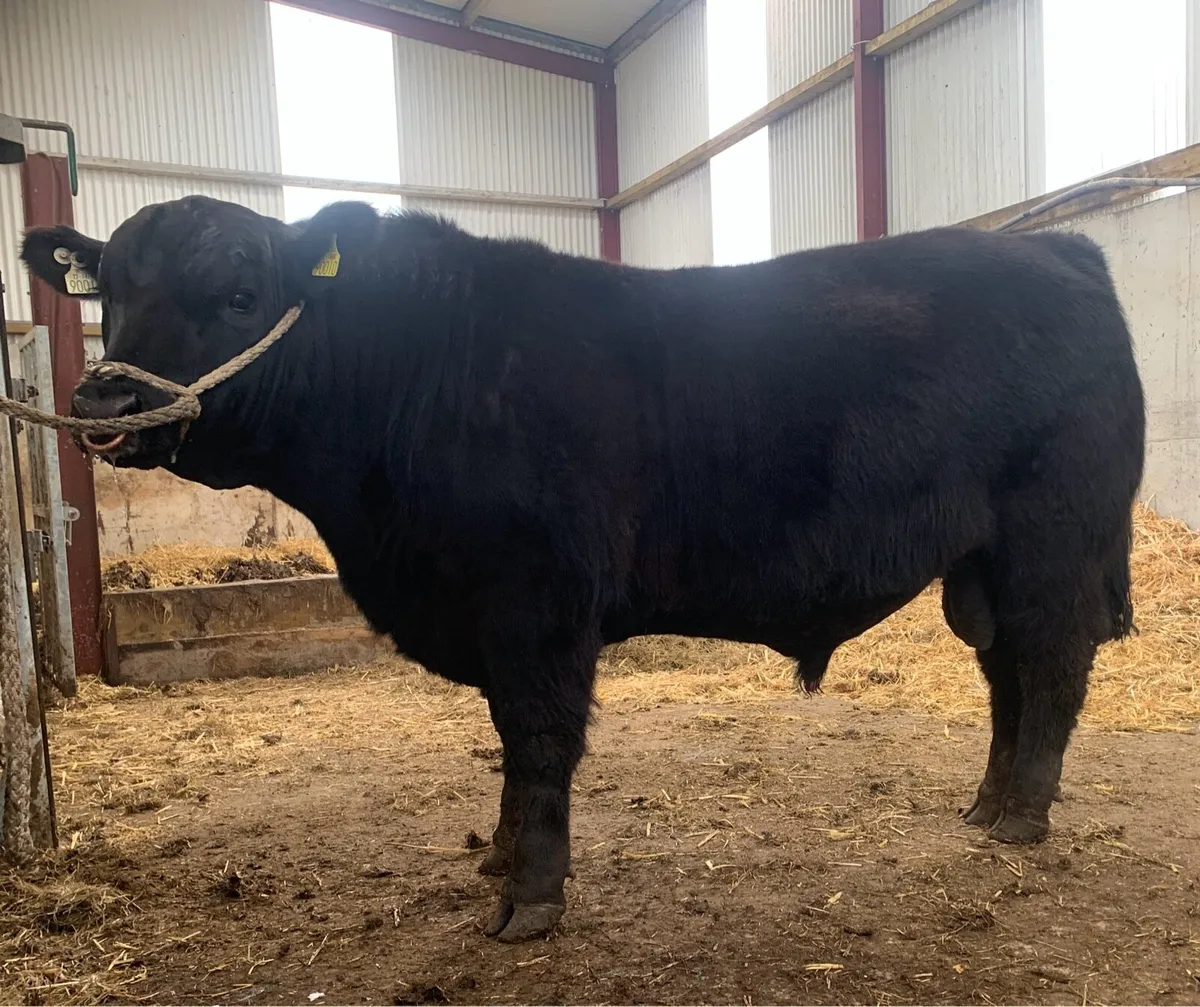 2 Full ORGANIC AA BULLS PBR - Image 4