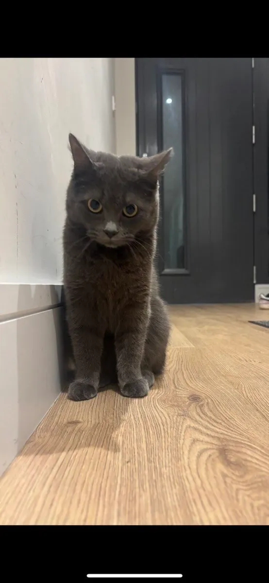 Russian Blue Mix Cat - Image 3