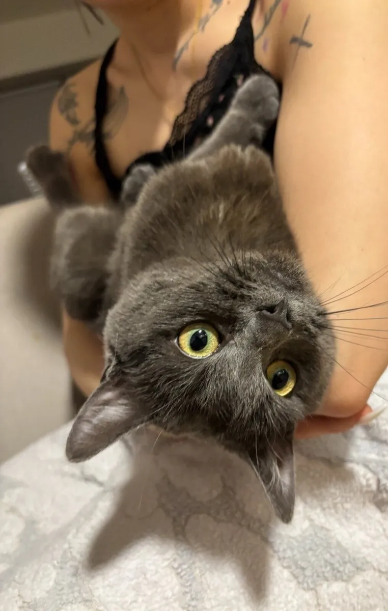 Russian Blue Mix Cat - Image 4