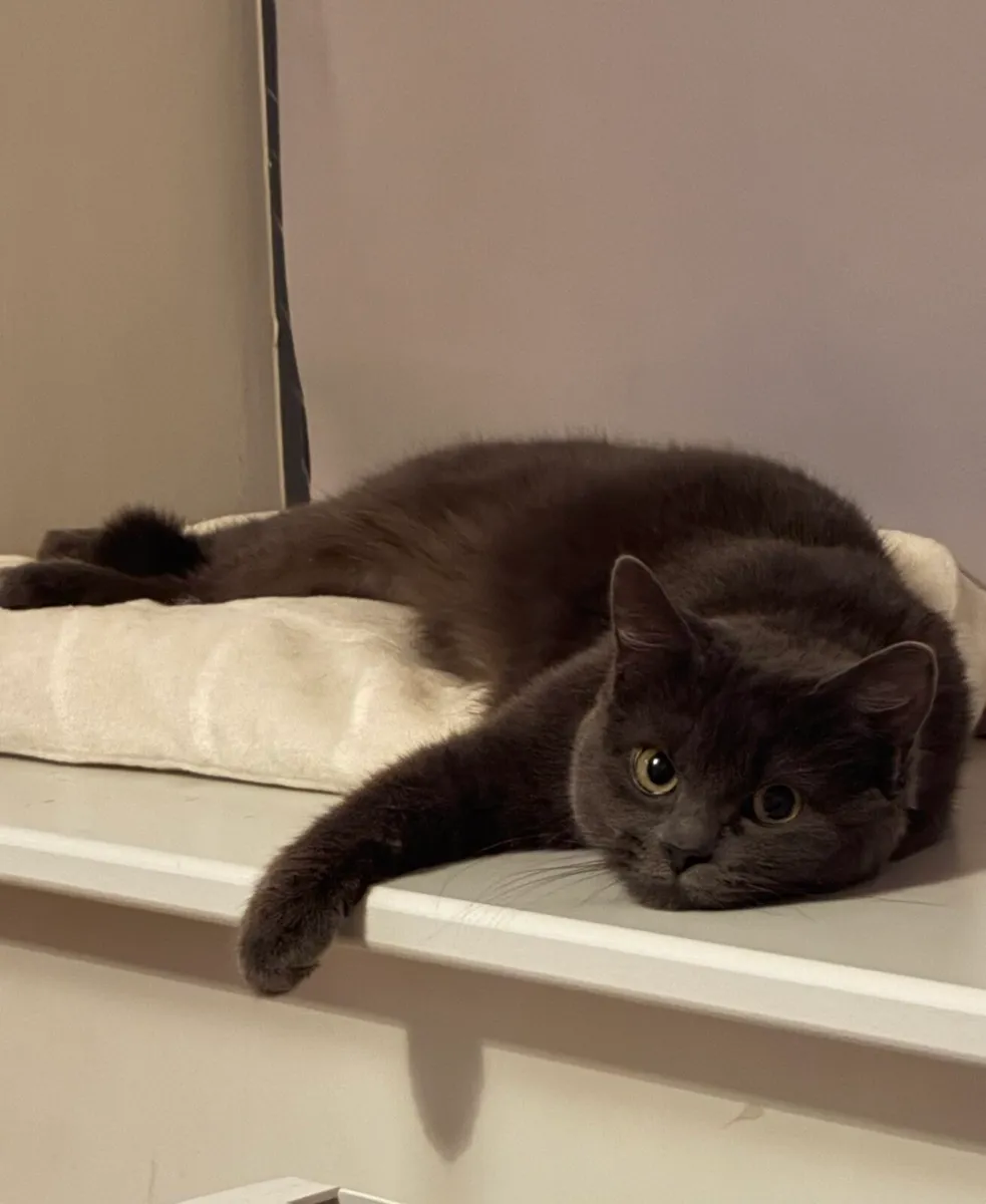 Russian Blue Mix Cat - Image 1