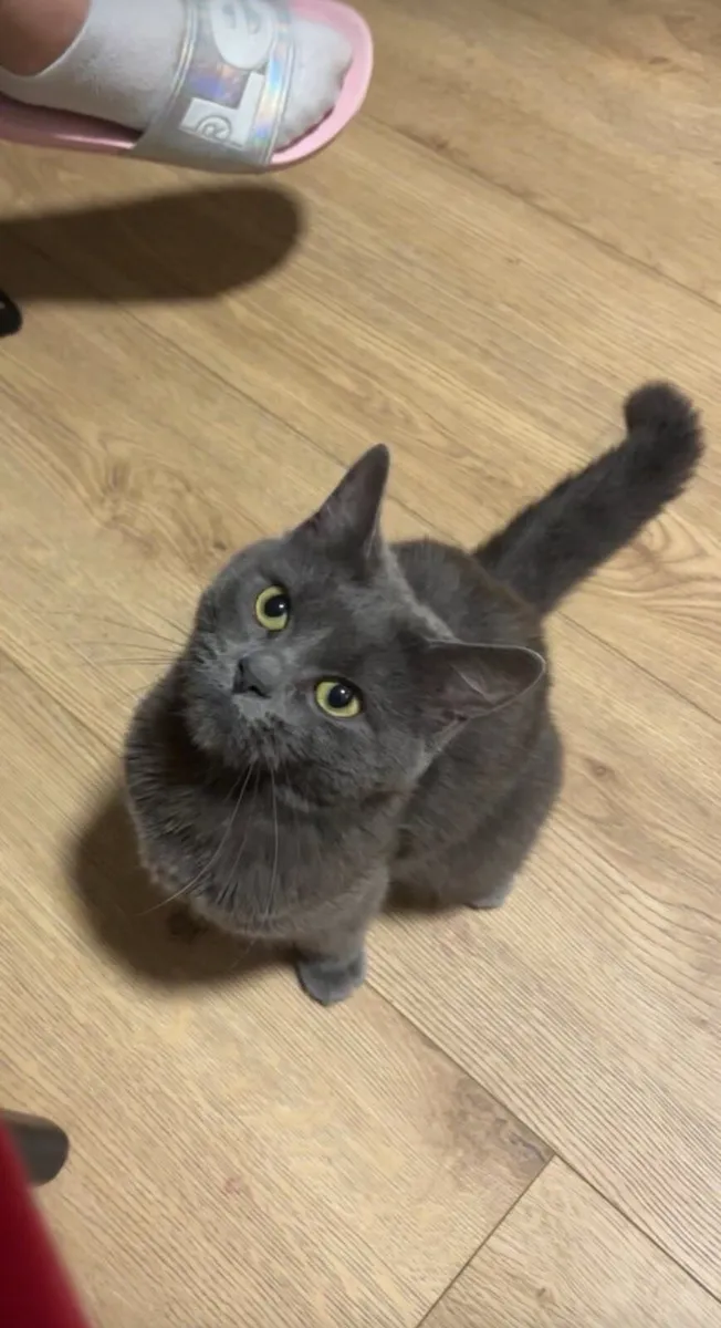 Russian Blue Mix Cat - Image 2