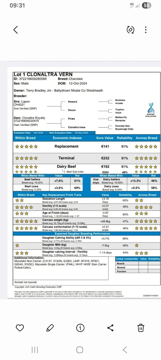 Lapon x pirate x cf52 bull - Image 4
