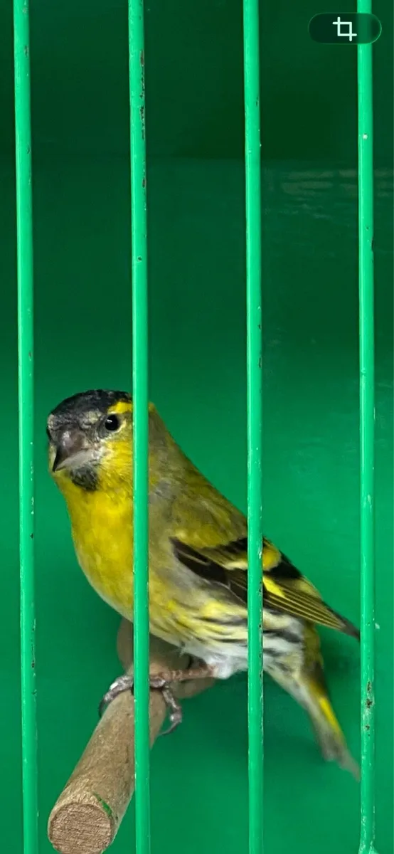 Singing birds - Image 1