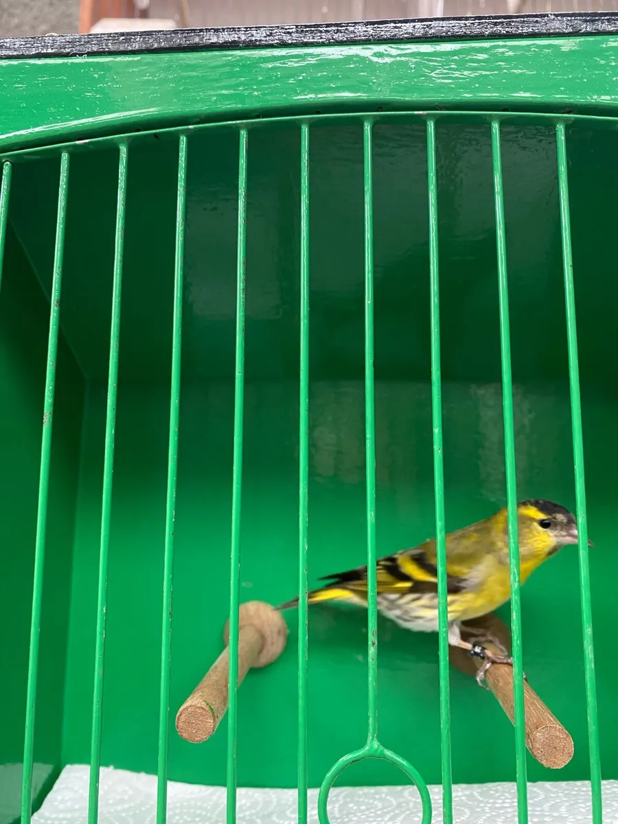 Singing birds - Image 2