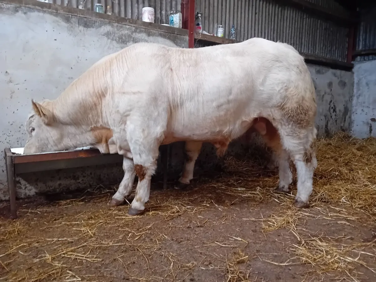 Lapon x pirate x cf52 bull - Image 3