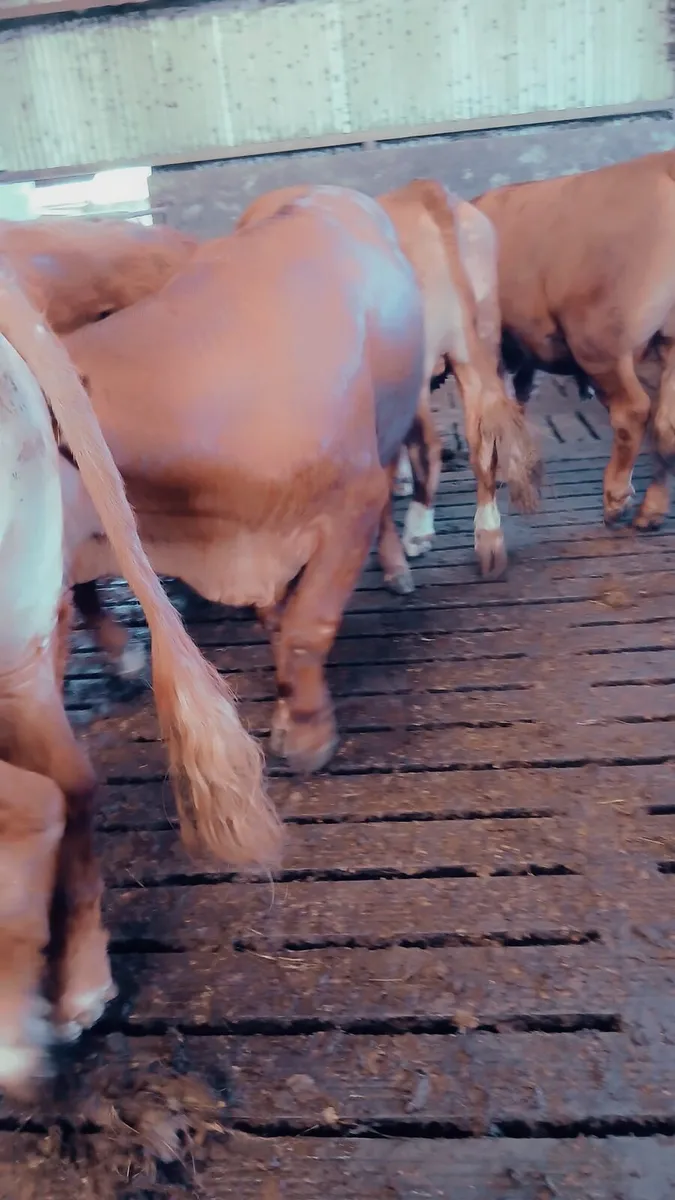 8 limousin bullock's - Image 2