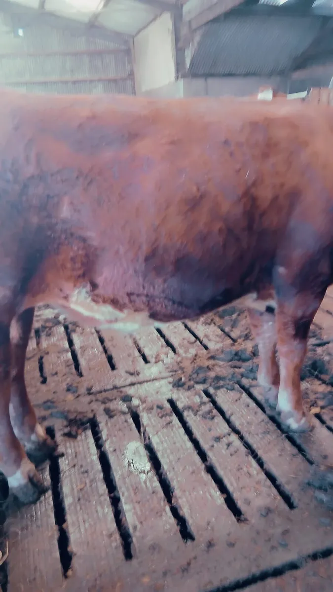 8 limousin bullock's - Image 1