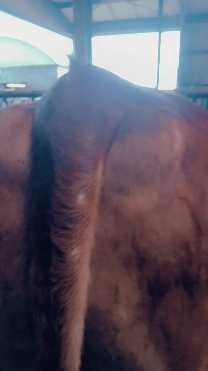 8 limousin bullock's - Image 3