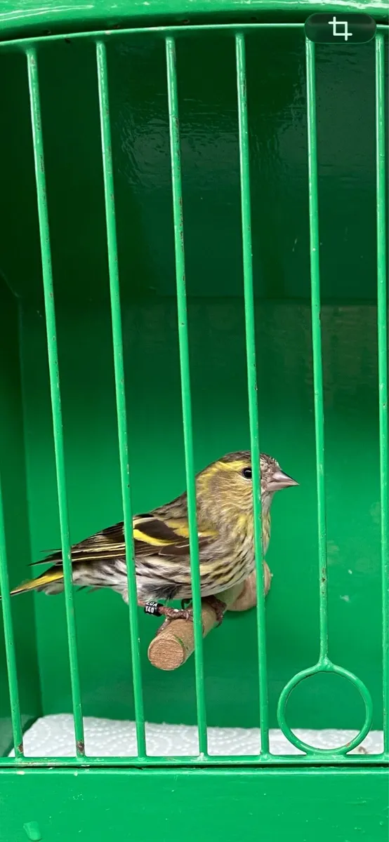 Singing birds - Image 4