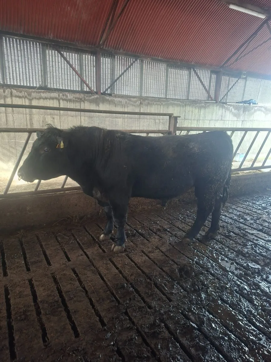 Aa bull - Image 3