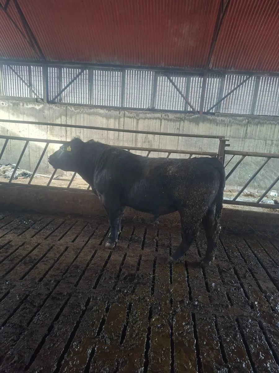 Aa bull - Image 2