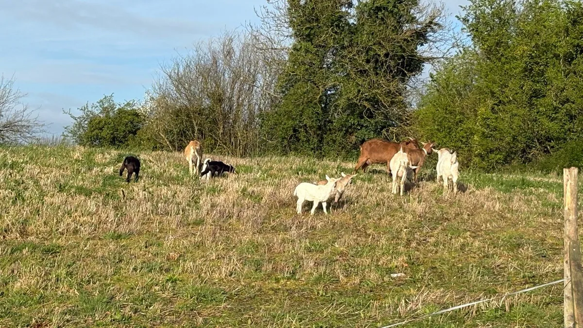 Goats - Image 1