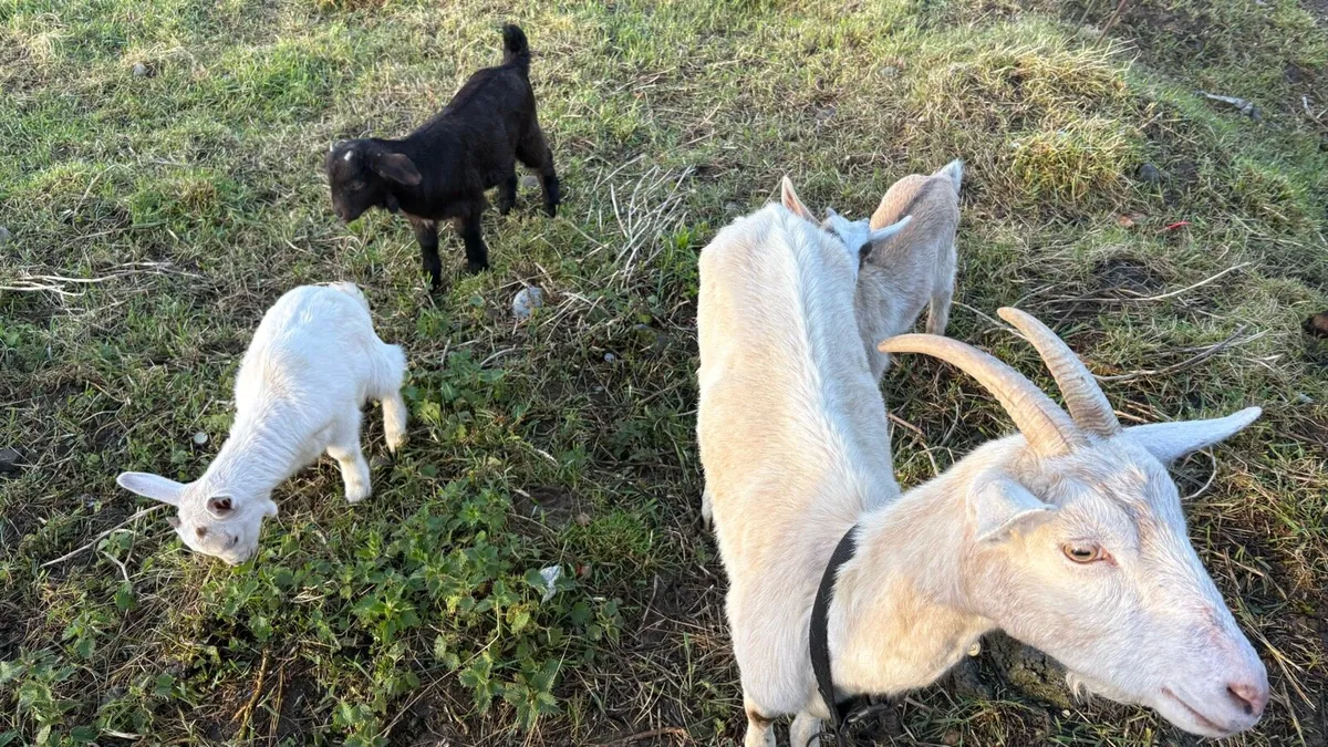Goats - Image 2