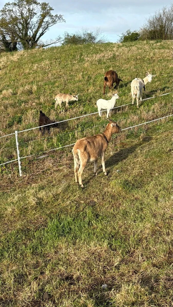 Goats - Image 3