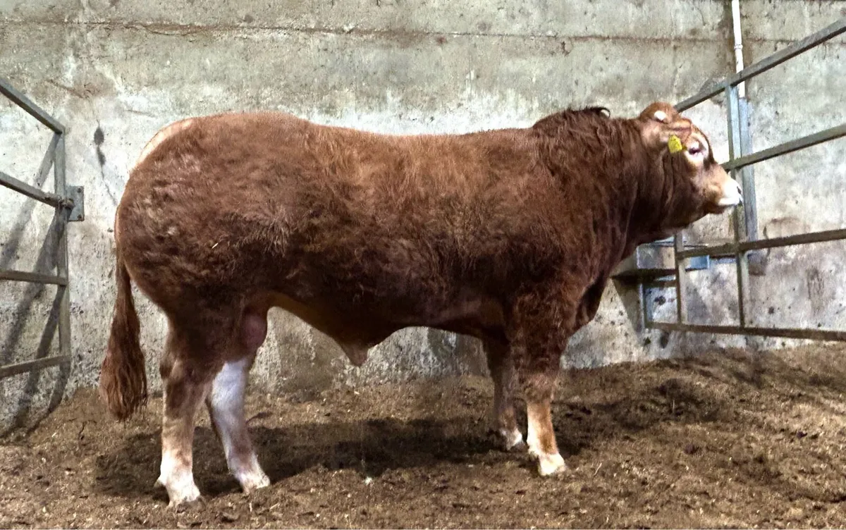 Pedigree Limousin Bull For Sale - Image 1