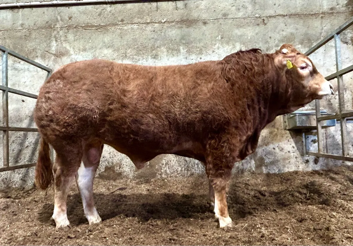 Pedigree Limousin Bull For Sale - Image 2