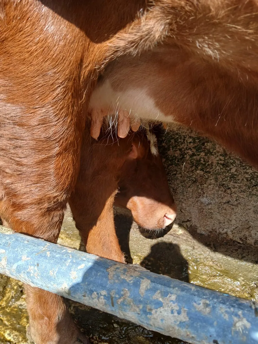 2 three year old incalf heifers - Image 1