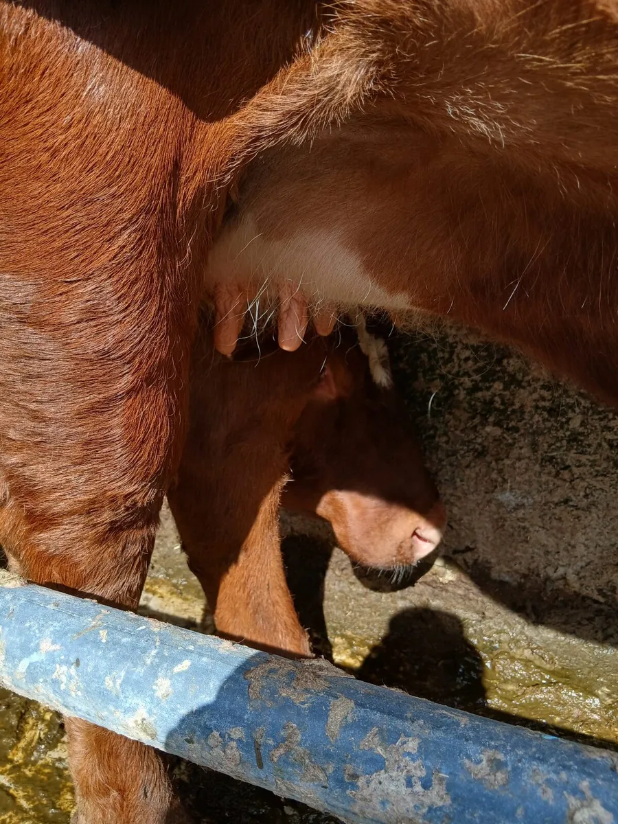 2 three year old incalf heifers - Image 2