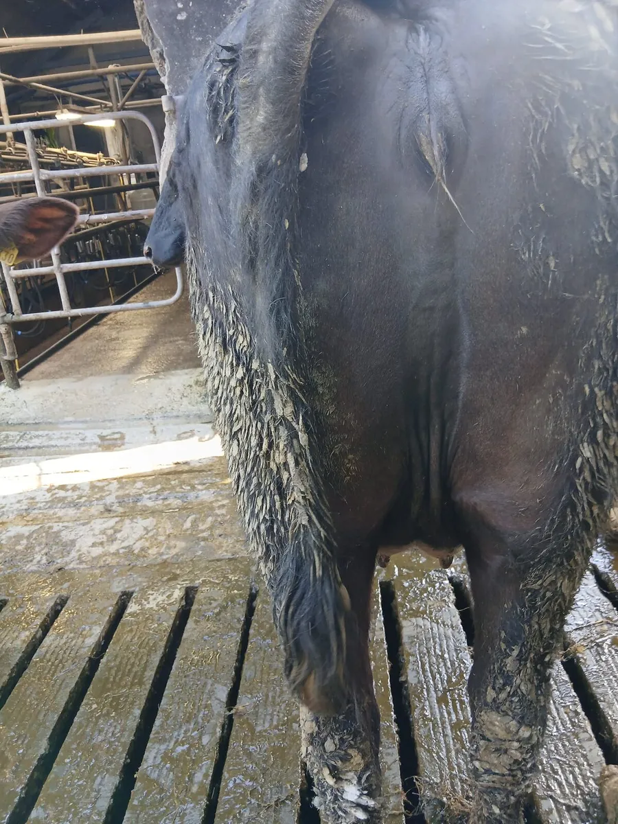 2 three year old incalf heifers - Image 3