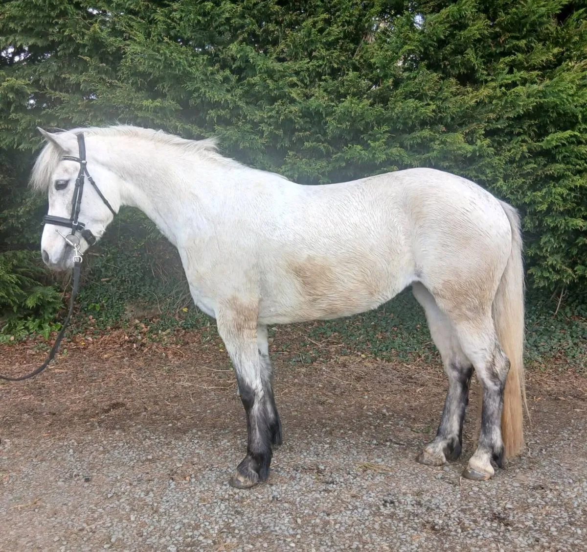 4yo 148cm Connemara mare - Image 2