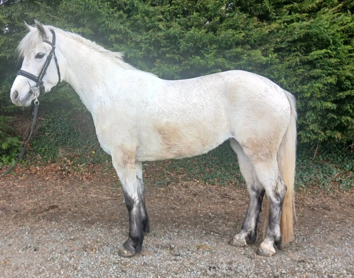 4yo 148cm Connemara mare - Image 1