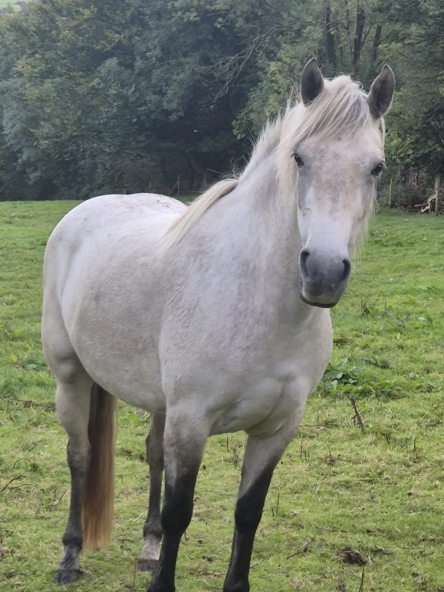 4yo 148cm Connemara mare - Image 4