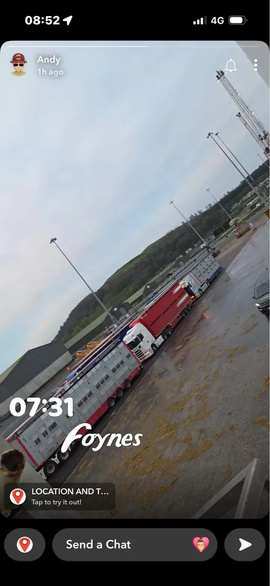 BELGUIM BLUE BULLS REQUIRED - Image 2