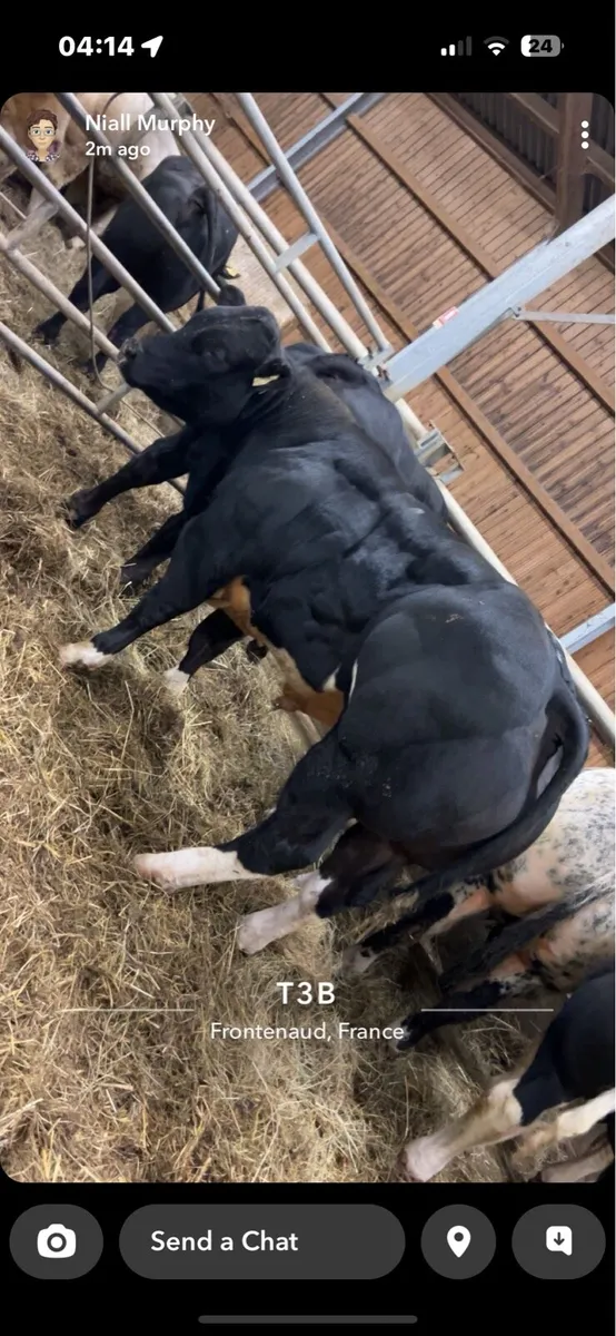 BELGUIM BLUE BULLS REQUIRED - Image 4