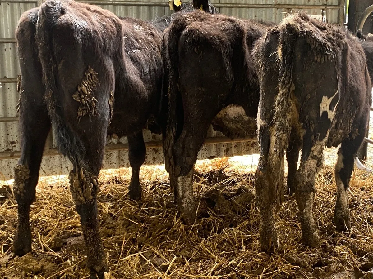 3 Hereford And Angus Heifers - Image 1