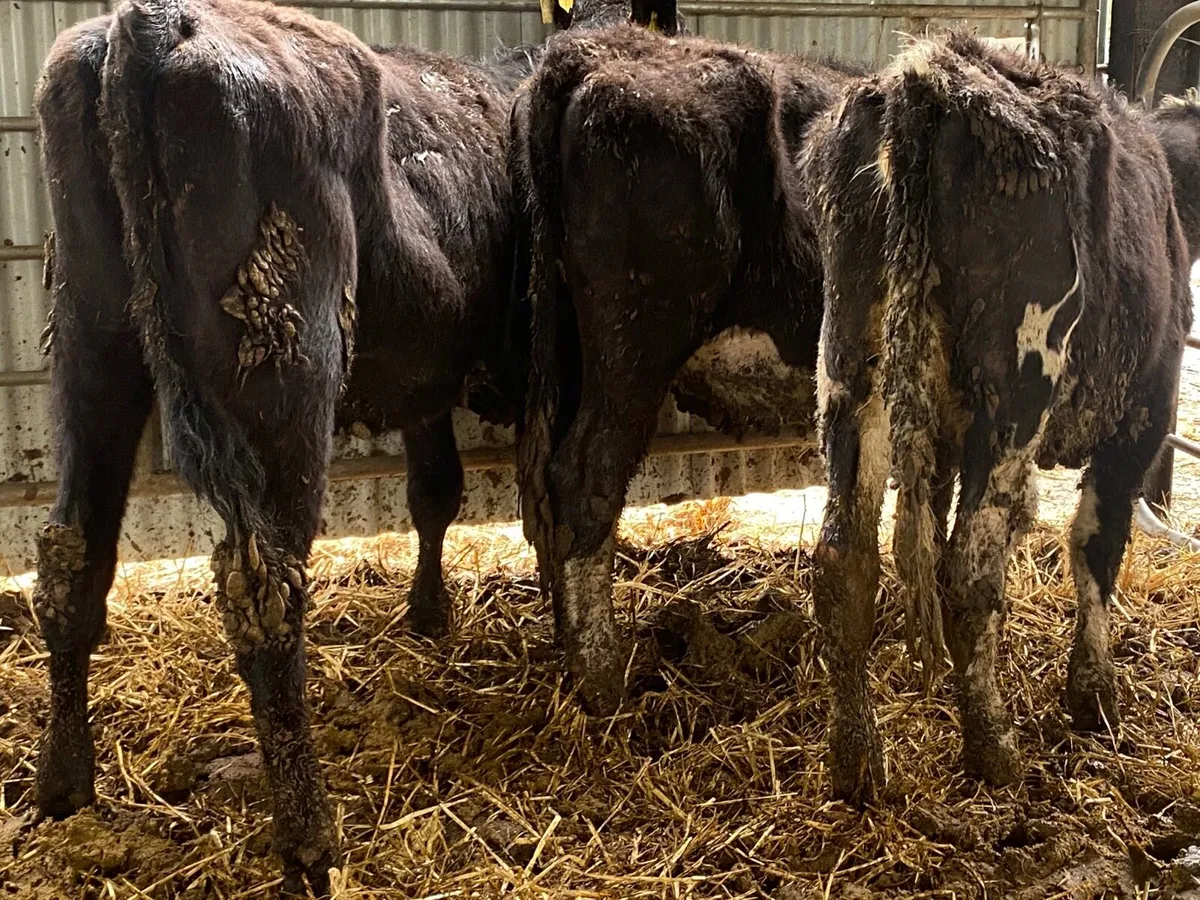 3 Hereford And Angus Heifers - Image 2