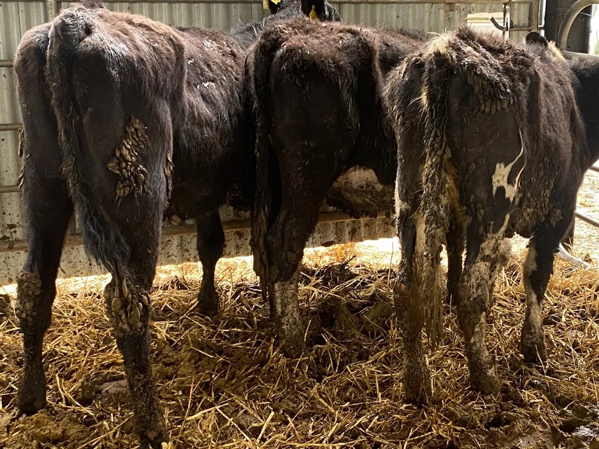 3 Hereford And Angus Heifers - Image 4