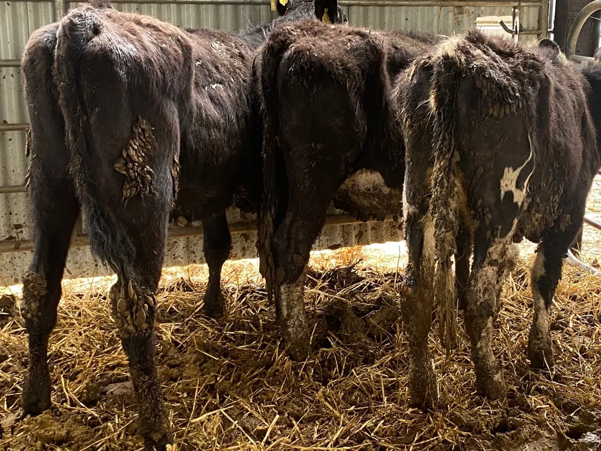 3 Hereford And Angus Heifers - Image 3