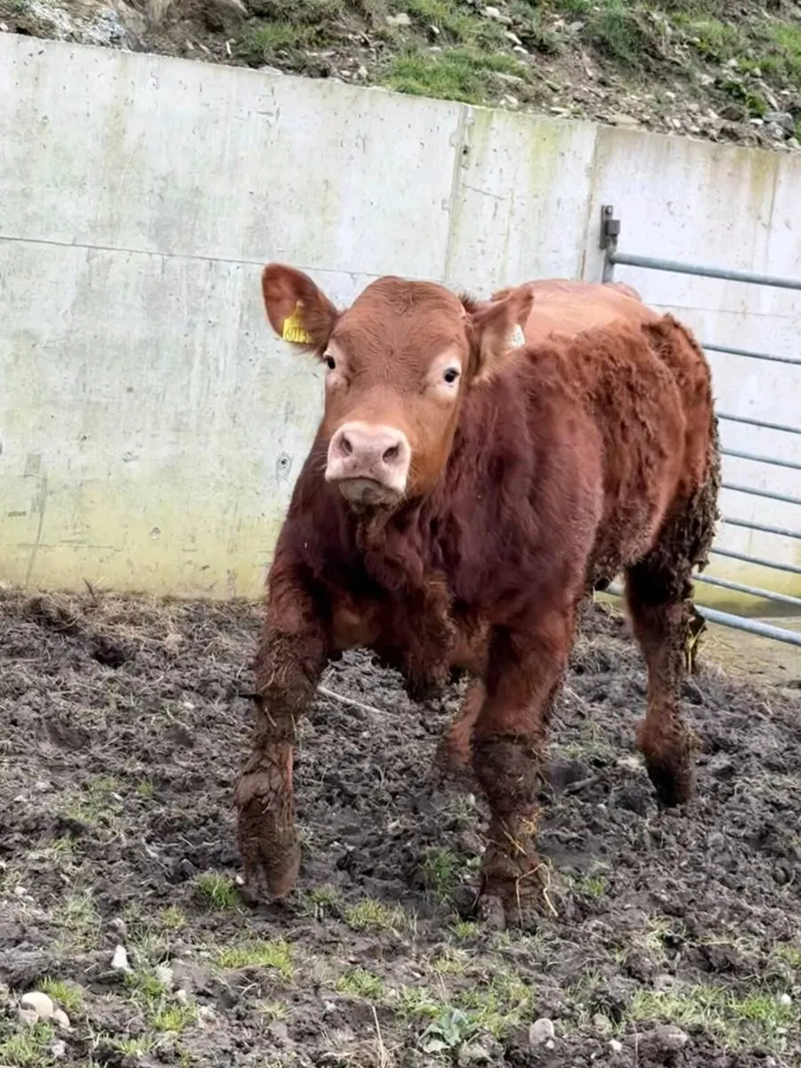 Young Limousin Bull - Non Pedigree - Image 3