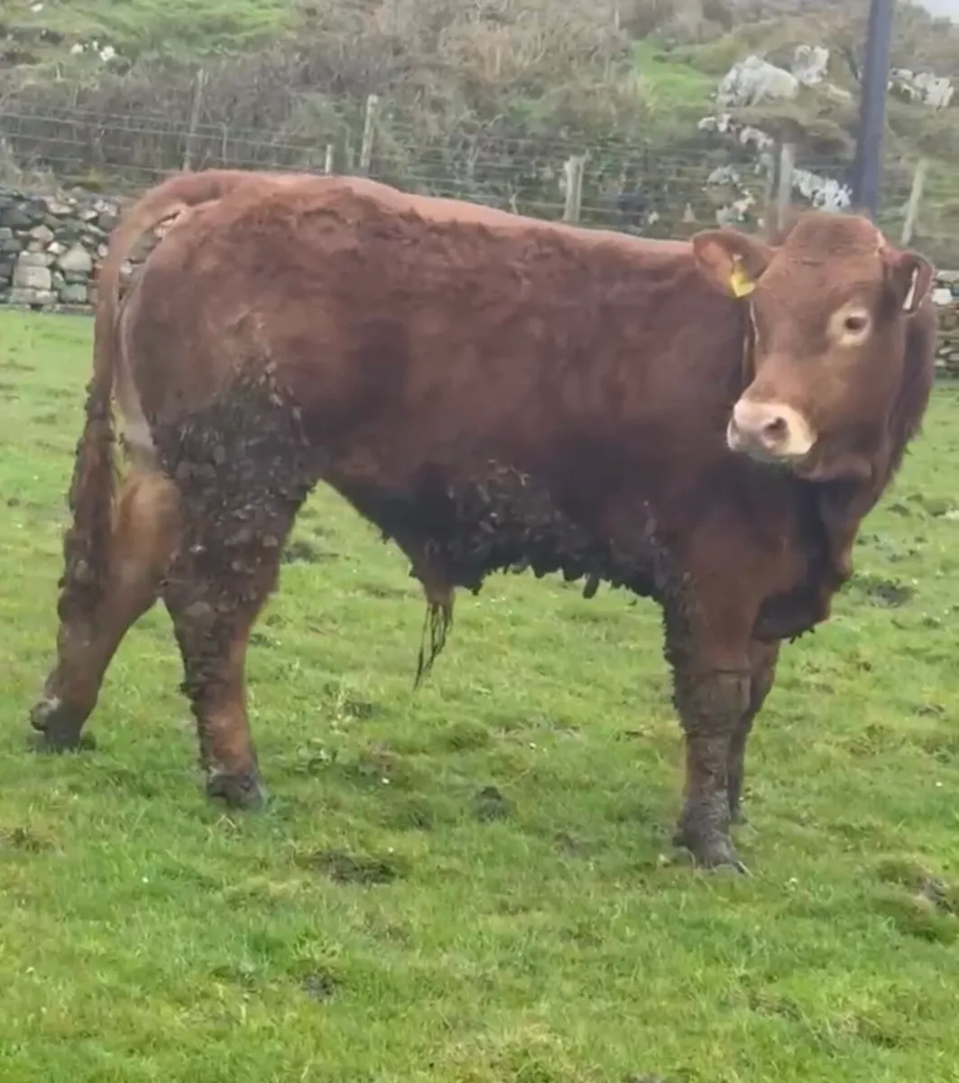 Young Limousin Bull - Non Pedigree - Image 4