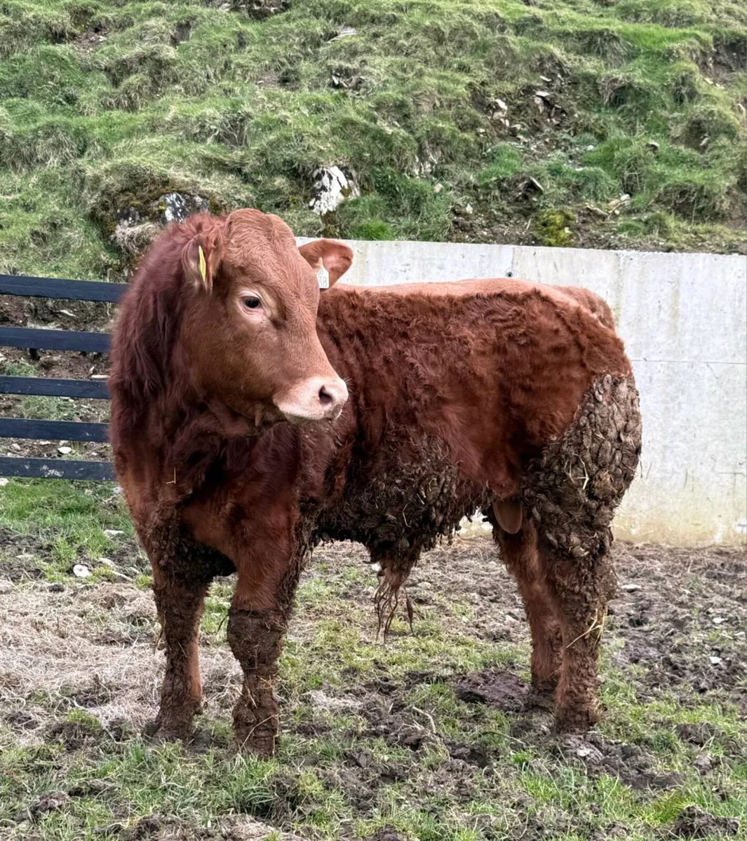Young Limousin Bull - Non Pedigree - Image 1