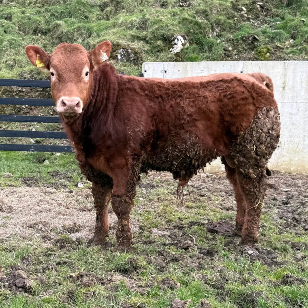 Young Limousin Bull - Non Pedigree - Image 2