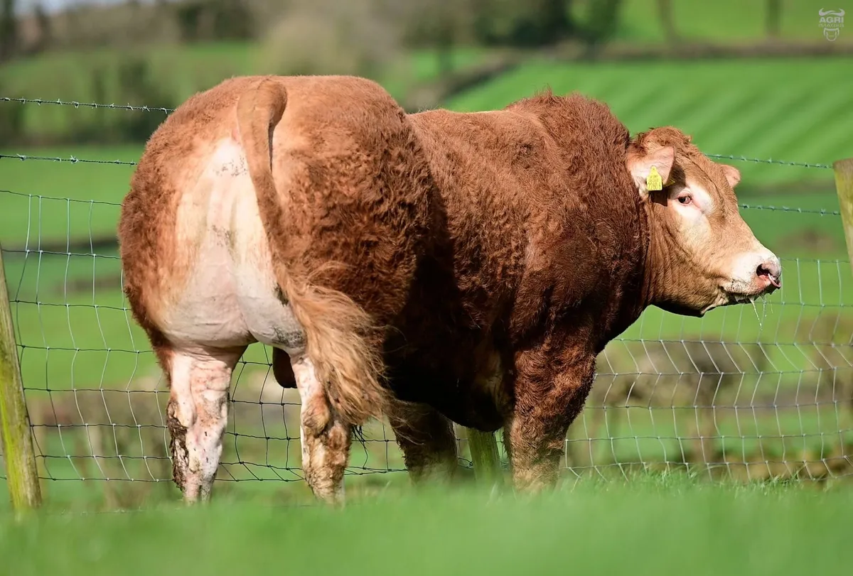 Limousin Bull - Image 2