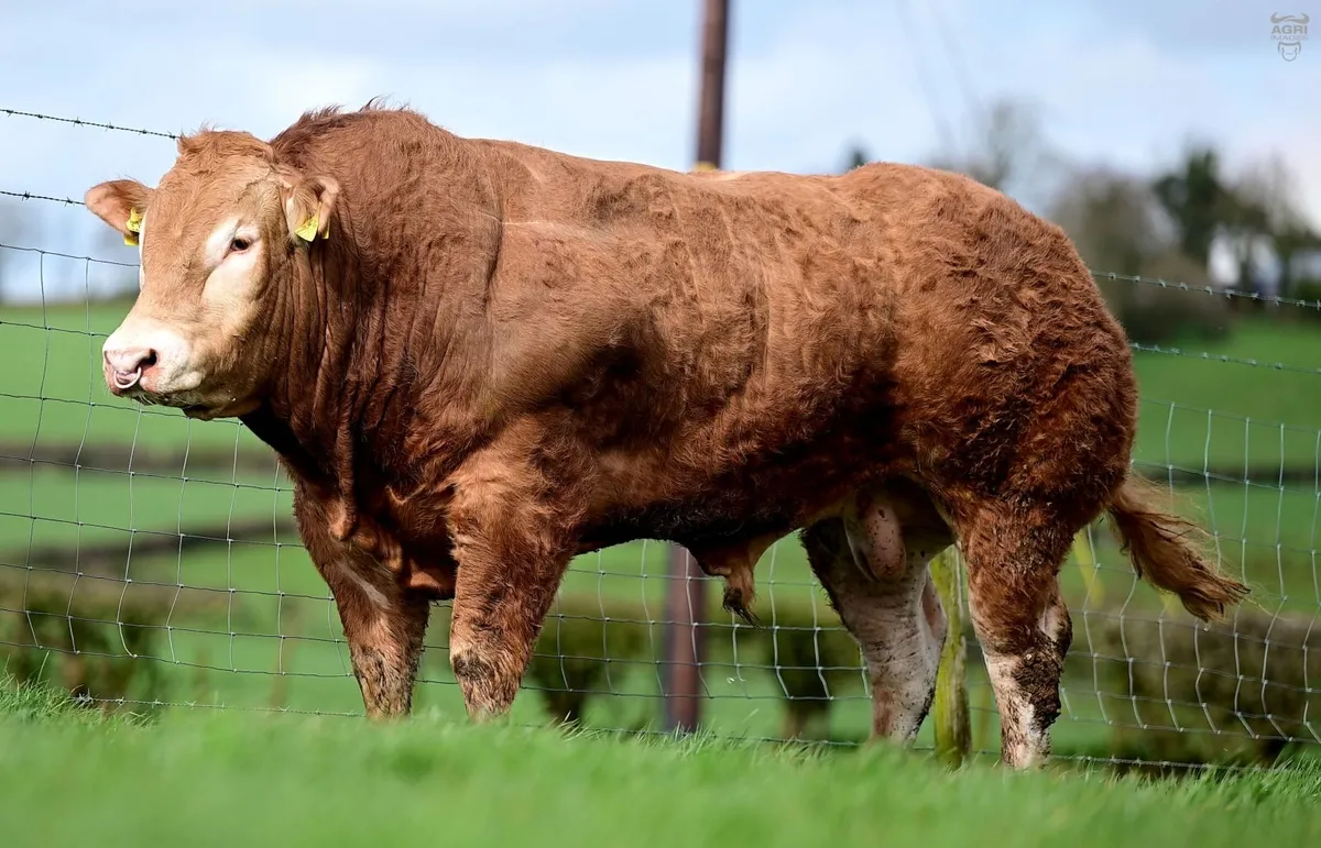 Limousin Bull - Image 1